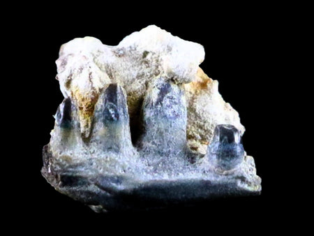 0.3" Captorhinus Aguti Jaw Section Teeth Fossil Permian Age Reptile Oklahoma COA