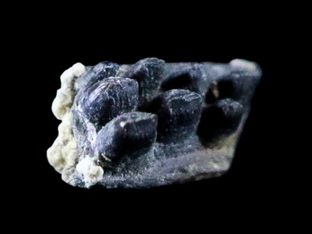 0.3" Captorhinus Aguti Jaw Section Teeth Fossil Permian Age Reptile Oklahoma COA