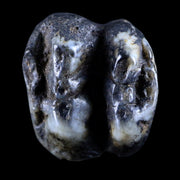 0.7 Trichechus SP Fossil Manatee Tooth Pleistocene Epoch Withlacoochee River, FL