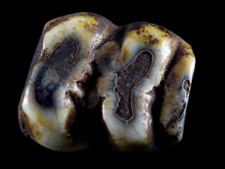 0.6 Trichechus SP Fossil Manatee Tooth Pleistocene Epoch Withlacoochee River, FL