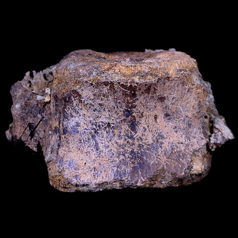 3.8" Edmontosaurus Dinosaur Fossil Vertebrae Bone Lance Creek FM Wyoming COA - Fossil Age Minerals