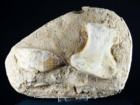 Mosasaur Fossil Paddle Bone & Tooth In Matrix Cretaceous Dinosaur Era COA & Stand