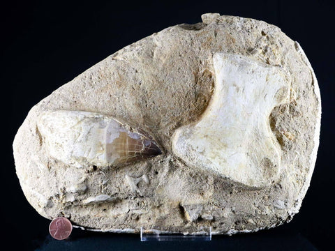 Mosasaur Fossil Paddle Bone & Tooth In Matrix Cretaceous Dinosaur Era COA & Stand - Fossil Age Minerals