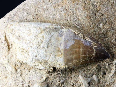 Mosasaur Fossil Paddle Bone & Tooth In Matrix Cretaceous Dinosaur Era COA & Stand - Fossil Age Minerals