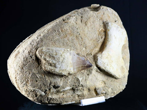 Mosasaur Fossil Paddle Bone & Tooth In Matrix Cretaceous Dinosaur Era COA & Stand - Fossil Age Minerals