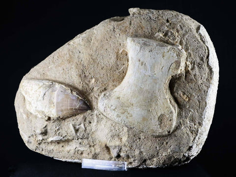 Mosasaur Fossil Paddle Bone & Tooth In Matrix Cretaceous Dinosaur Era COA & Stand - Fossil Age Minerals