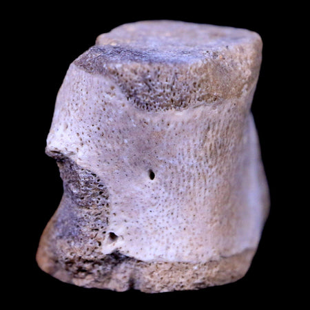 0.6" Champsosaurus Gigas Reptile Vertebrae Cretaceous Hell Creek MT COA & Stand