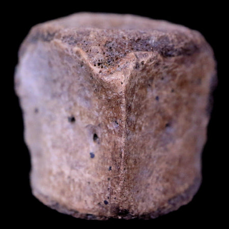 0.6" Champsosaurus Gigas Reptile Vertebrae Cretaceous Hell Creek MT COA & Stand