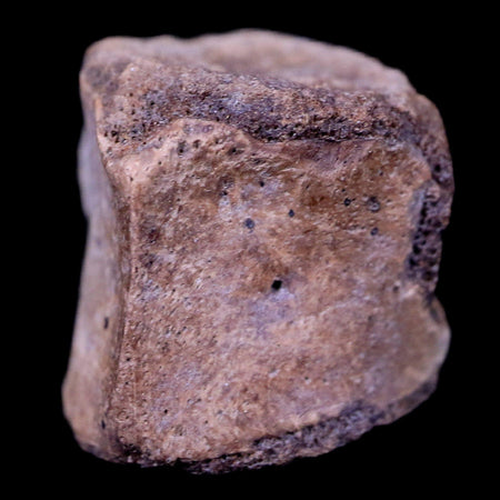 0.6" Champsosaurus Gigas Reptile Vertebrae Cretaceous Hell Creek MT COA & Stand