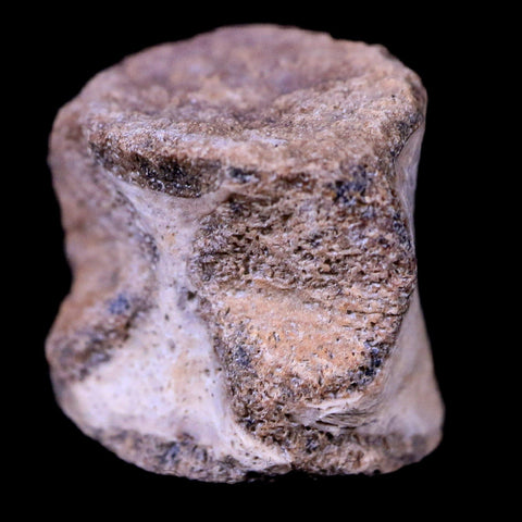 0.6" Champsosaurus Gigas Reptile Vertebrae Cretaceous Hell Creek MT COA & Stand - Fossil Age Minerals