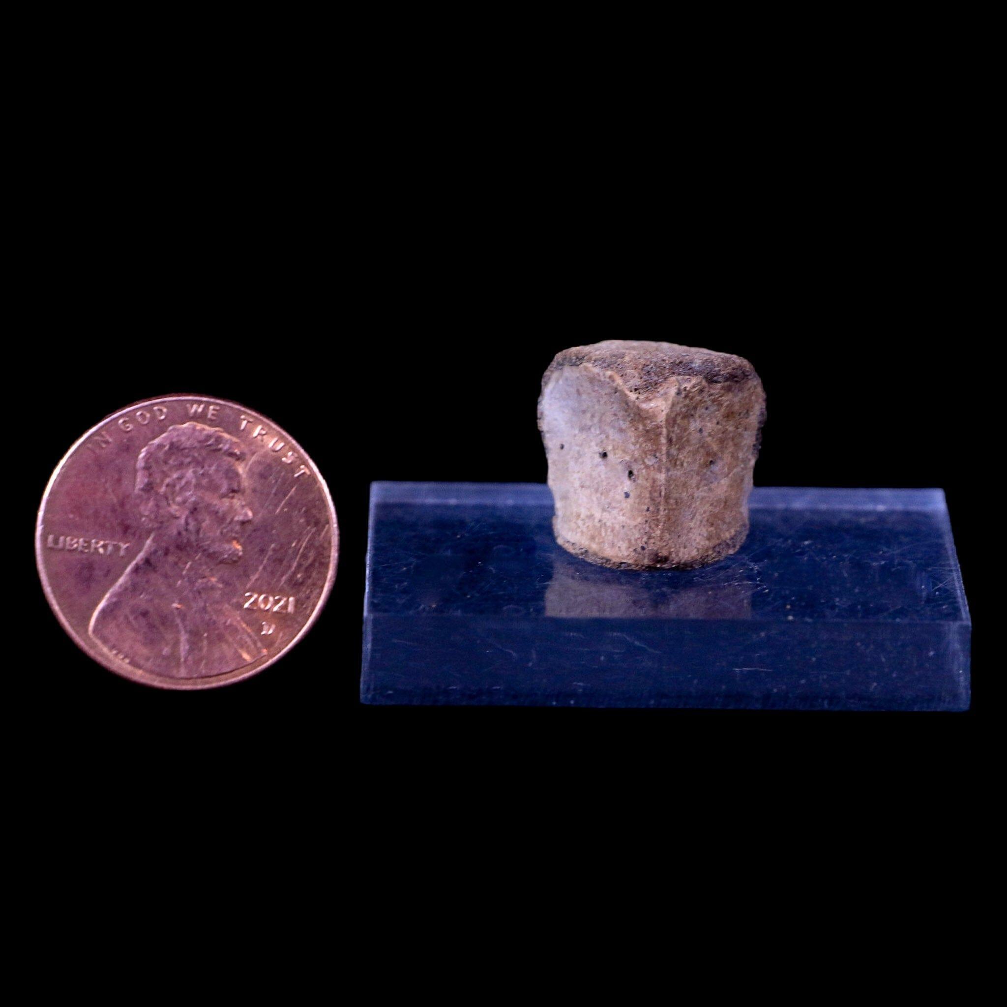 0.6" Champsosaurus Gigas Reptile Vertebrae Cretaceous Hell Creek MT COA & Stand - Fossil Age Minerals