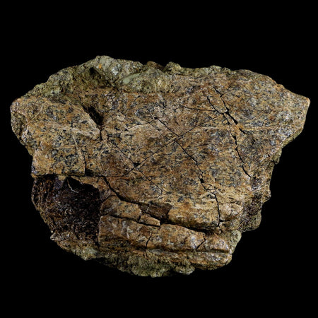 4.1" Triceratops Fossil Bone Specimen Lance Creek FM Cretaceous Dinosaur WY COA