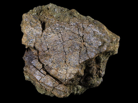 4.1" Triceratops Fossil Bone Specimen Lance Creek FM Cretaceous Dinosaur WY COA - Fossil Age Minerals