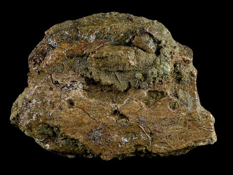 4.1" Triceratops Fossil Bone Specimen Lance Creek FM Cretaceous Dinosaur WY COA - Fossil Age Minerals