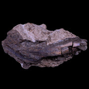 XL 2.7 Edmontosaurus Dinosaur Fossil Rooted Tooth In Matrix Lance Creek WY COA