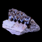 0.8" Leptomeryx Evansi Oligocene Age Fossil Deer Jaw Teeth South Dakota Display COA