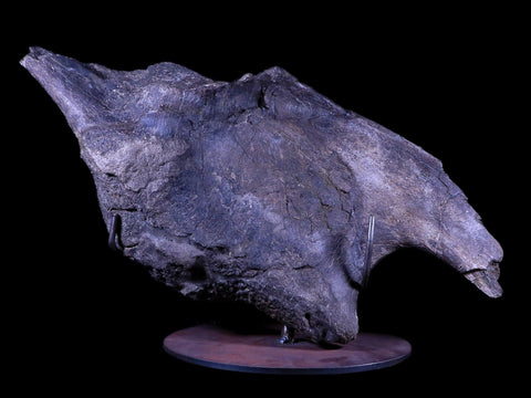 XXL 20.5" Maiasaura Hadrosaur Dinosaur IIuim Fossil Bone Two Medicine FM MT COA - Fossil Age Minerals