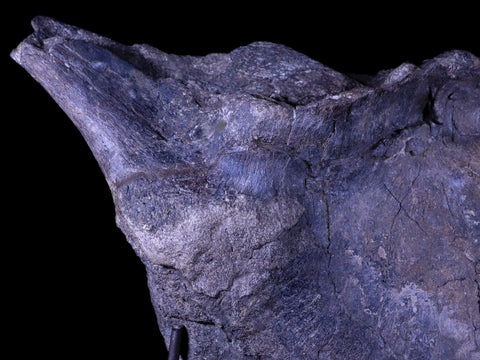 XXL 20.5" Maiasaura Hadrosaur Dinosaur IIuim Fossil Bone Two Medicine FM MT COA - Fossil Age Minerals