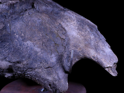 XXL 20.5" Maiasaura Hadrosaur Dinosaur IIuim Fossil Bone Two Medicine FM MT COA - Fossil Age Minerals