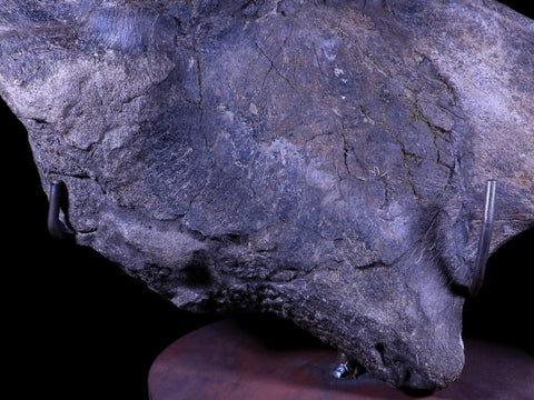 XXL 20.5" Maiasaura Hadrosaur Dinosaur IIuim Fossil Bone Two Medicine FM MT COA - Fossil Age Minerals