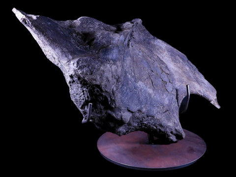 XXL 20.5" Maiasaura Hadrosaur Dinosaur IIuim Fossil Bone Two Medicine FM MT COA - Fossil Age Minerals