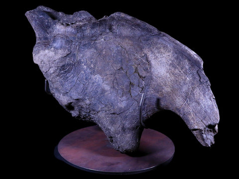 XXL 20.5" Maiasaura Hadrosaur Dinosaur IIuim Fossil Bone Two Medicine FM MT COA - Fossil Age Minerals