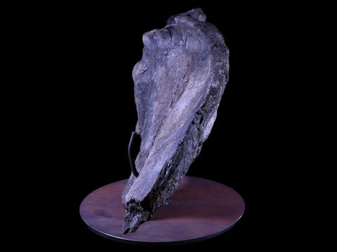 XXL 20.5" Maiasaura Hadrosaur Dinosaur IIuim Fossil Bone Two Medicine FM MT COA - Fossil Age Minerals