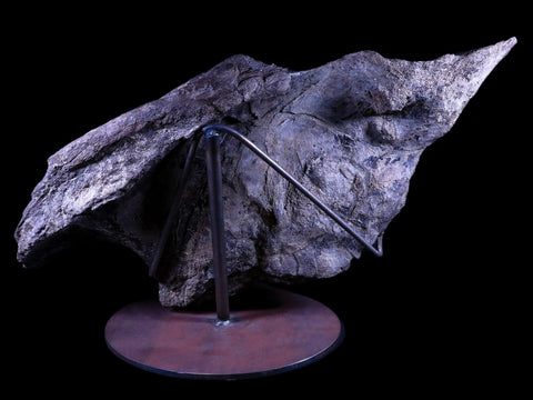 XXL 20.5" Maiasaura Hadrosaur Dinosaur IIuim Fossil Bone Two Medicine FM MT COA - Fossil Age Minerals