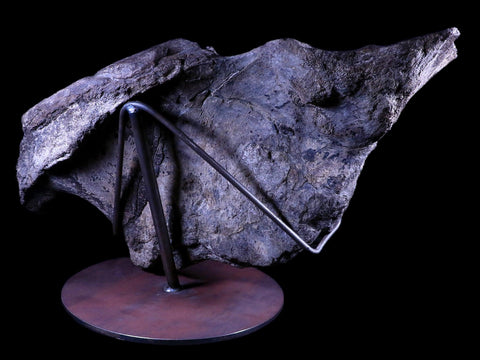 XXL 20.5" Maiasaura Hadrosaur Dinosaur IIuim Fossil Bone Two Medicine FM MT COA - Fossil Age Minerals