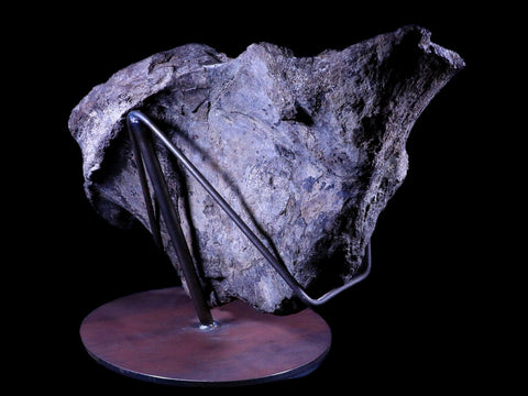 XXL 20.5" Maiasaura Hadrosaur Dinosaur IIuim Fossil Bone Two Medicine FM MT COA - Fossil Age Minerals