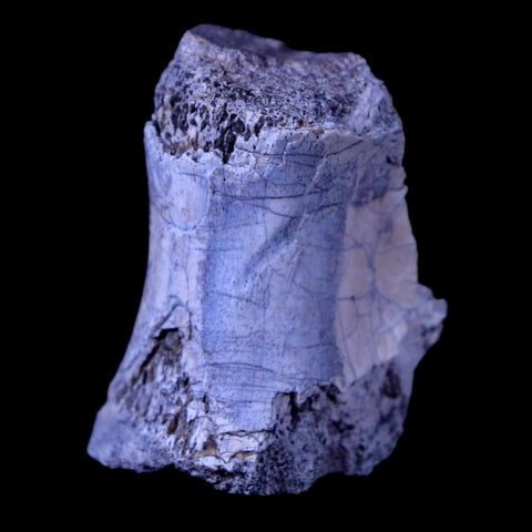 1.1" Phytosaur Fossil Vertebrae Bone Late Triassic Age Archosaur Chinle FM, AZ COA - Fossil Age Minerals
