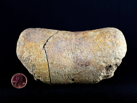 5.4" Edmontosaurus Fossil Leg Bone Lance Creek Cretaceous Dinosaur WY COA - Fossil Age Minerals