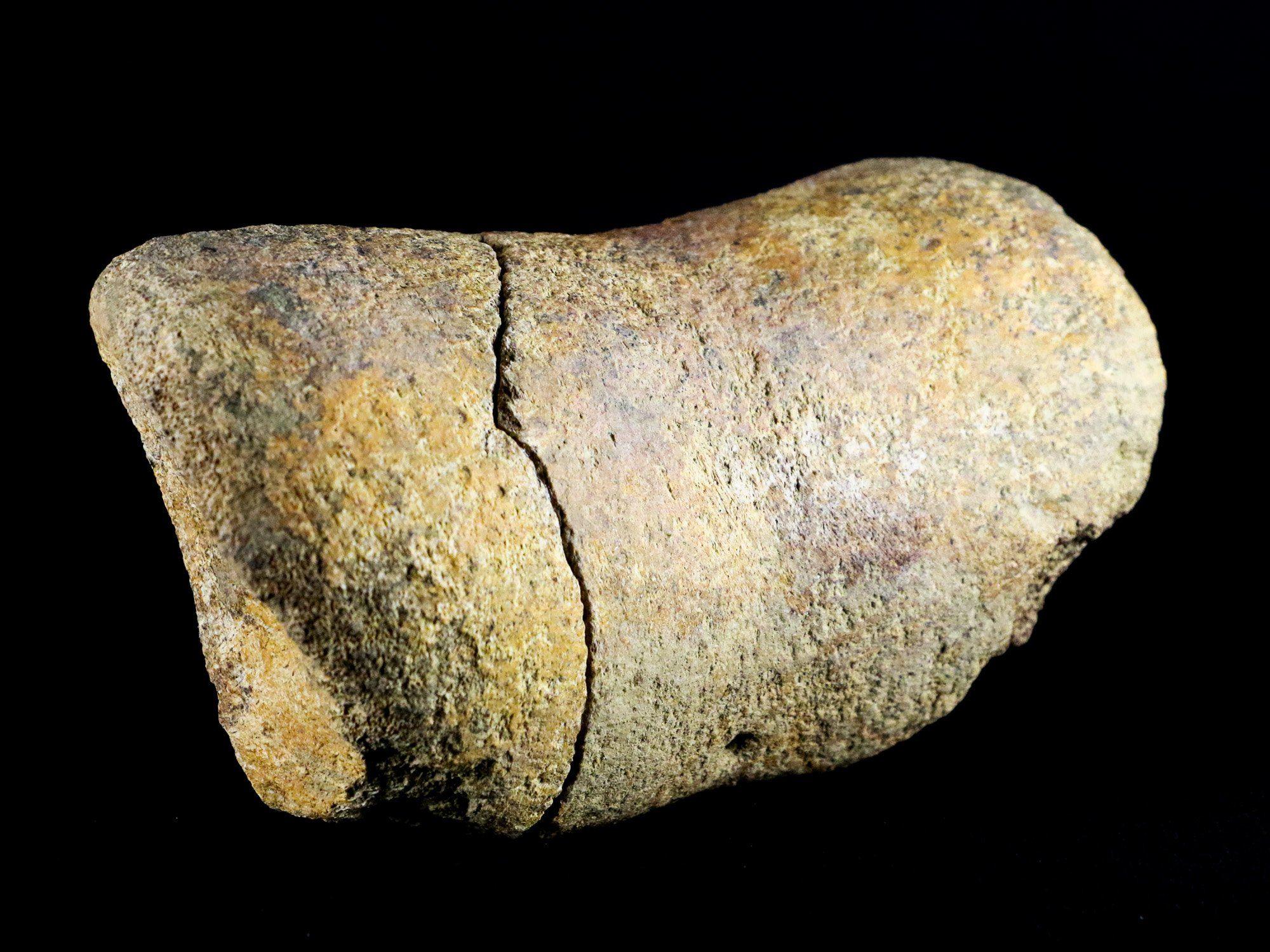 5.4" Edmontosaurus Fossil Leg Bone Lance Creek Cretaceous Dinosaur WY COA - Fossil Age Minerals