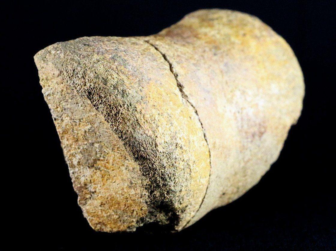 5.4" Edmontosaurus Fossil Leg Bone Lance Creek Cretaceous Dinosaur WY COA - Fossil Age Minerals