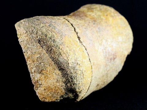 5.4" Edmontosaurus Fossil Leg Bone Lance Creek Cretaceous Dinosaur WY COA - Fossil Age Minerals