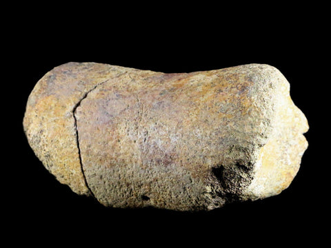 5.4" Edmontosaurus Fossil Leg Bone Lance Creek Cretaceous Dinosaur WY COA - Fossil Age Minerals