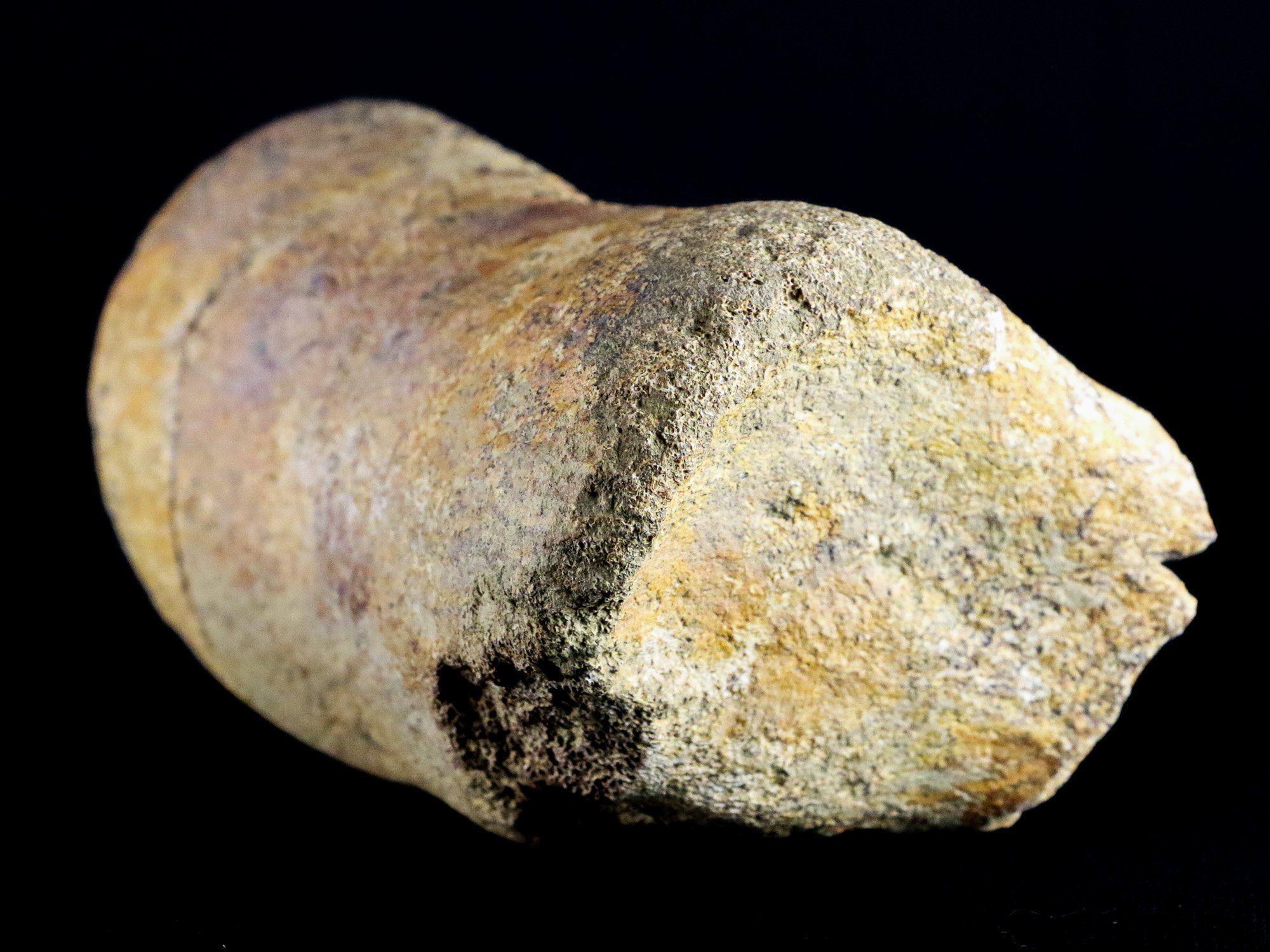 5.4" Edmontosaurus Fossil Leg Bone Lance Creek Cretaceous Dinosaur WY COA - Fossil Age Minerals