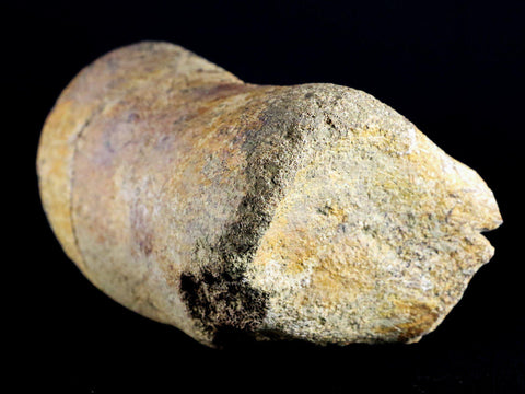 5.4" Edmontosaurus Fossil Leg Bone Lance Creek Cretaceous Dinosaur WY COA - Fossil Age Minerals