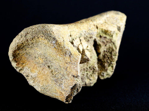 5.4" Edmontosaurus Fossil Leg Bone Lance Creek Cretaceous Dinosaur WY COA - Fossil Age Minerals