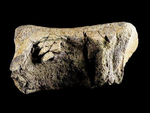 5.4" Edmontosaurus Fossil Leg Bone Lance Creek Cretaceous Dinosaur WY COA - Fossil Age Minerals
