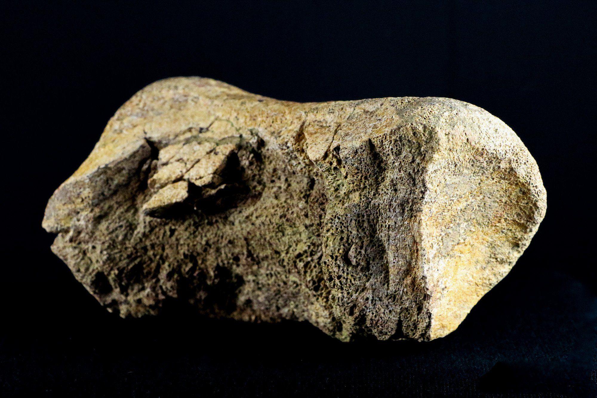 5.4" Edmontosaurus Fossil Leg Bone Lance Creek Cretaceous Dinosaur WY COA - Fossil Age Minerals