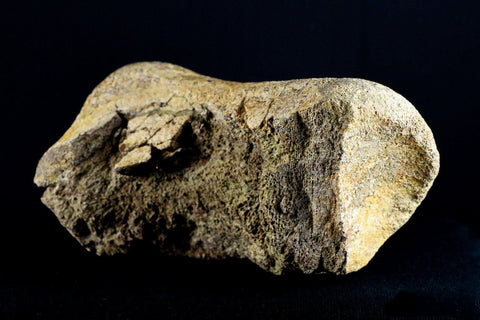 5.4" Edmontosaurus Fossil Leg Bone Lance Creek Cretaceous Dinosaur WY COA - Fossil Age Minerals