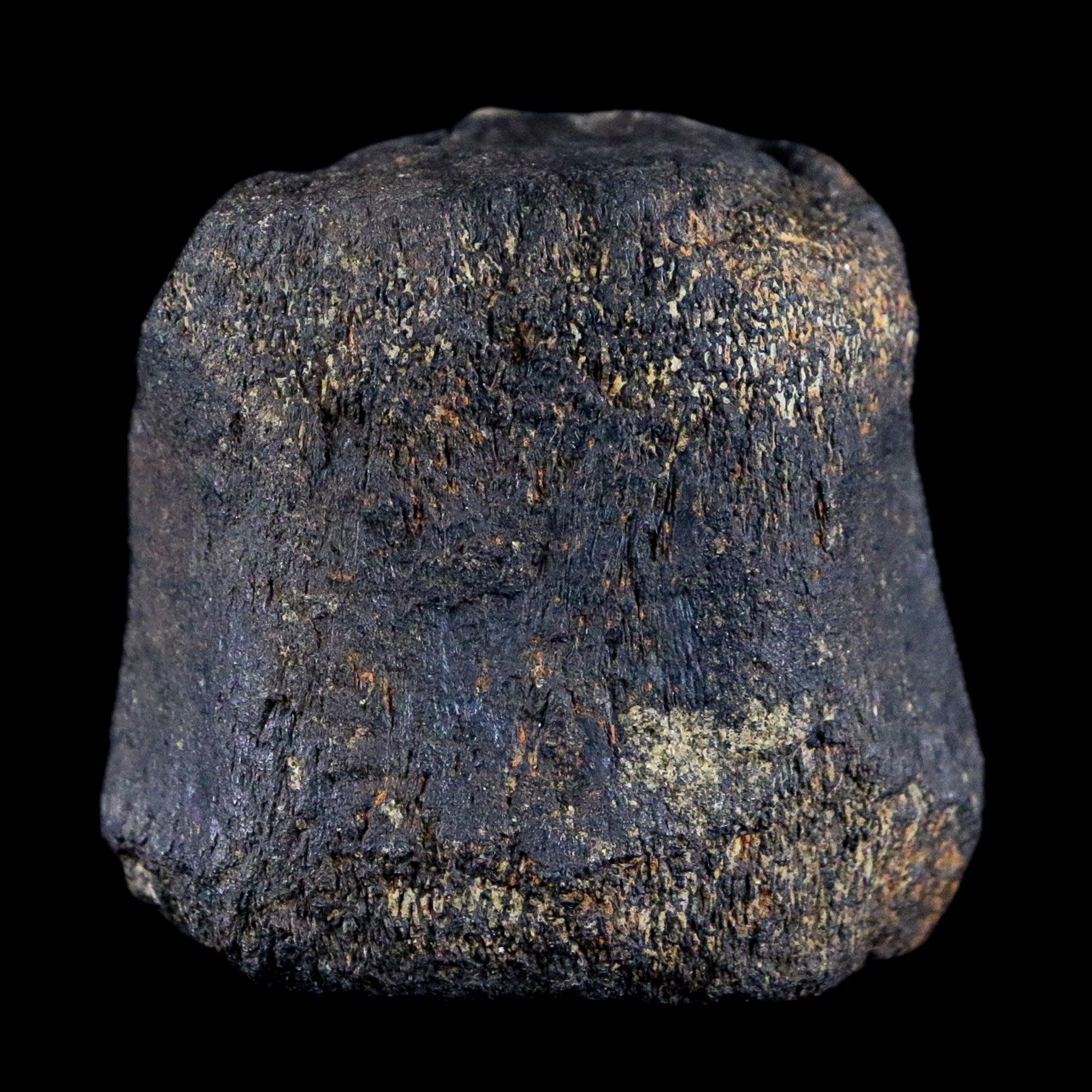 2.1" Hypacrosaurus Dinosaur Fossil Vertebrae Bone Two Medicine FM Montana COA - Fossil Age Minerals