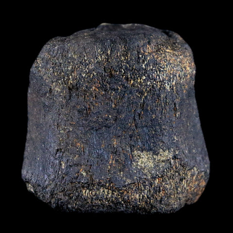 2.1" Hypacrosaurus Dinosaur Fossil Vertebrae Bone Two Medicine FM Montana COA - Fossil Age Minerals