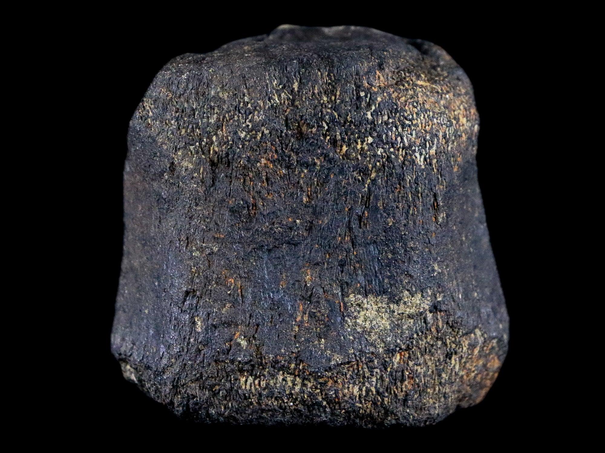 2.1" Hypacrosaurus Dinosaur Fossil Vertebrae Bone Two Medicine FM Montana COA - Fossil Age Minerals
