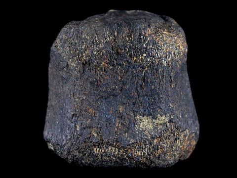 2.1" Hypacrosaurus Dinosaur Fossil Vertebrae Bone Two Medicine FM Montana COA - Fossil Age Minerals