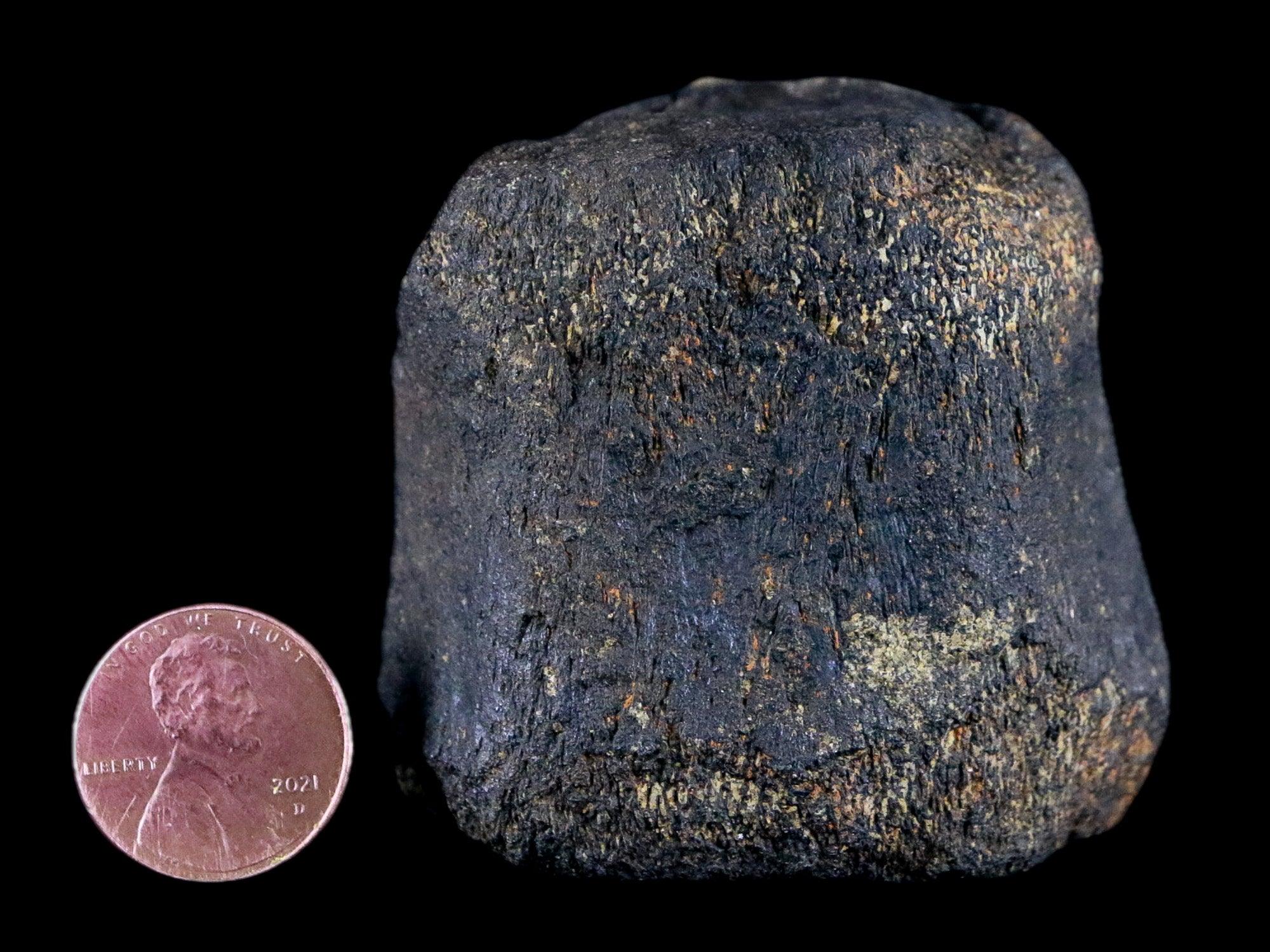 2.1" Hypacrosaurus Dinosaur Fossil Vertebrae Bone Two Medicine FM Montana COA - Fossil Age Minerals
