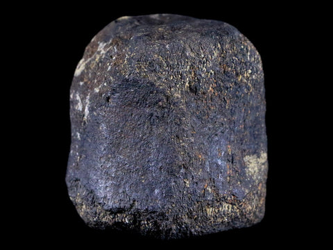 2.1" Hypacrosaurus Dinosaur Fossil Vertebrae Bone Two Medicine FM Montana COA - Fossil Age Minerals