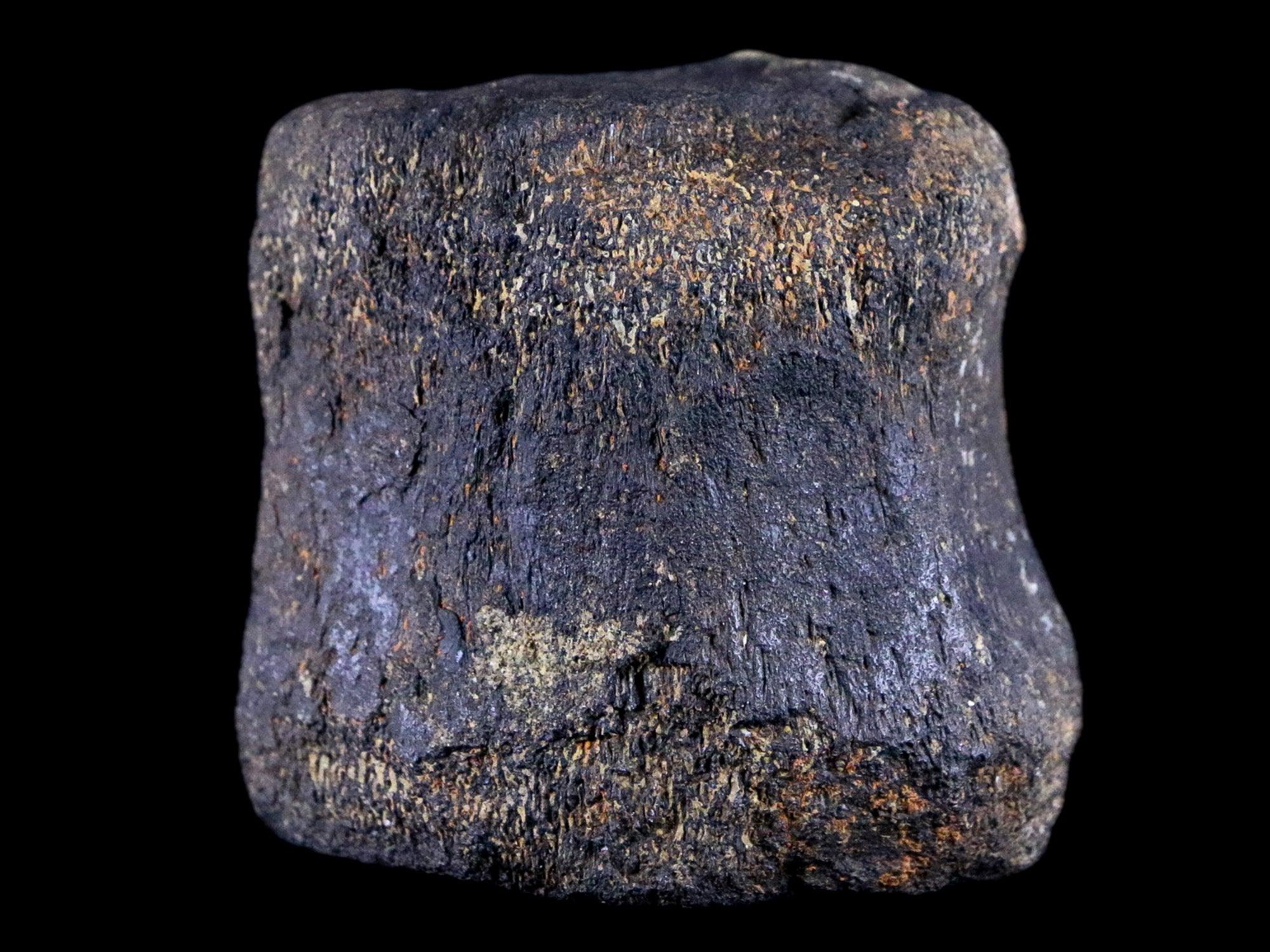 2.1" Hypacrosaurus Dinosaur Fossil Vertebrae Bone Two Medicine FM Montana COA - Fossil Age Minerals