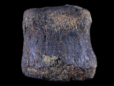 2.1" Hypacrosaurus Dinosaur Fossil Vertebrae Bone Two Medicine FM Montana COA - Fossil Age Minerals